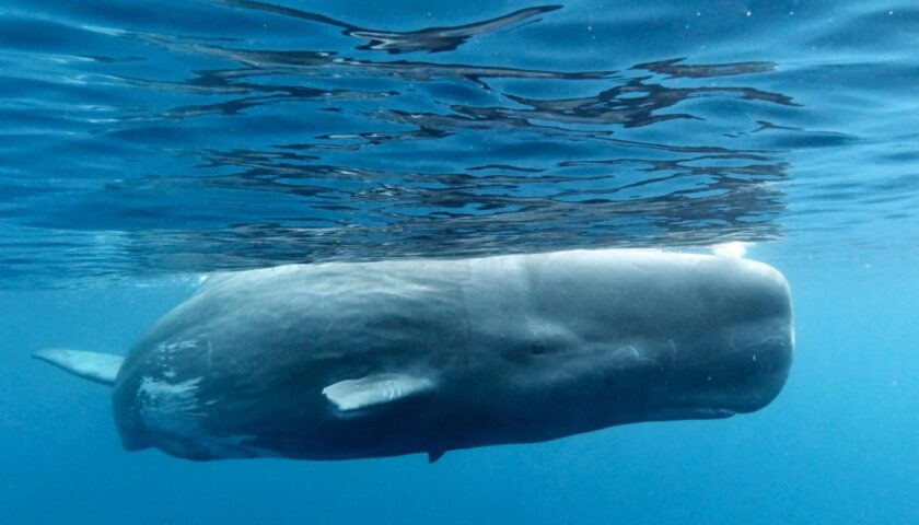 cropped-spermwhale_mod-1-scaled-1.jpeg